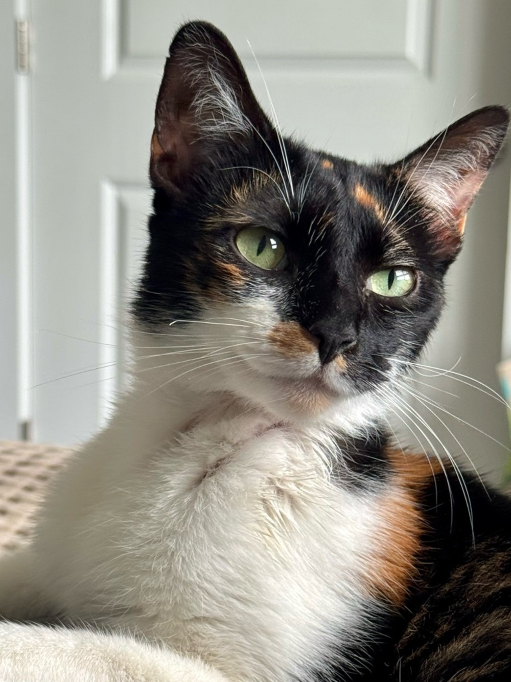 🌑🪨🤘🏼MR MORE ROCKS IS LIVE!!🤘🏼🪨🌑